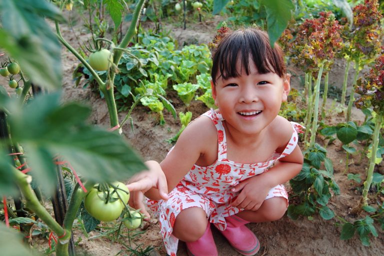 토마토가 빨갛게 익어가는 주말농장