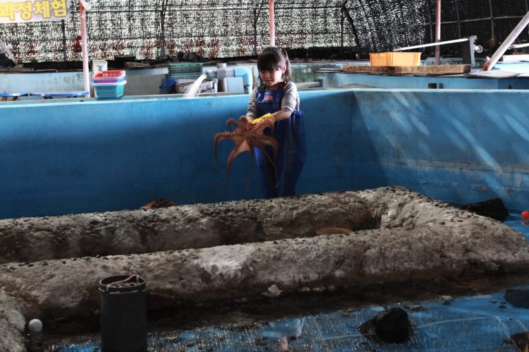 [2013제주여행#15] 문어잡기, 제주도 바다체험장