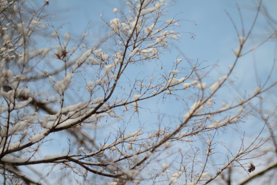 로코와 함께 덕수궁산책 (21)