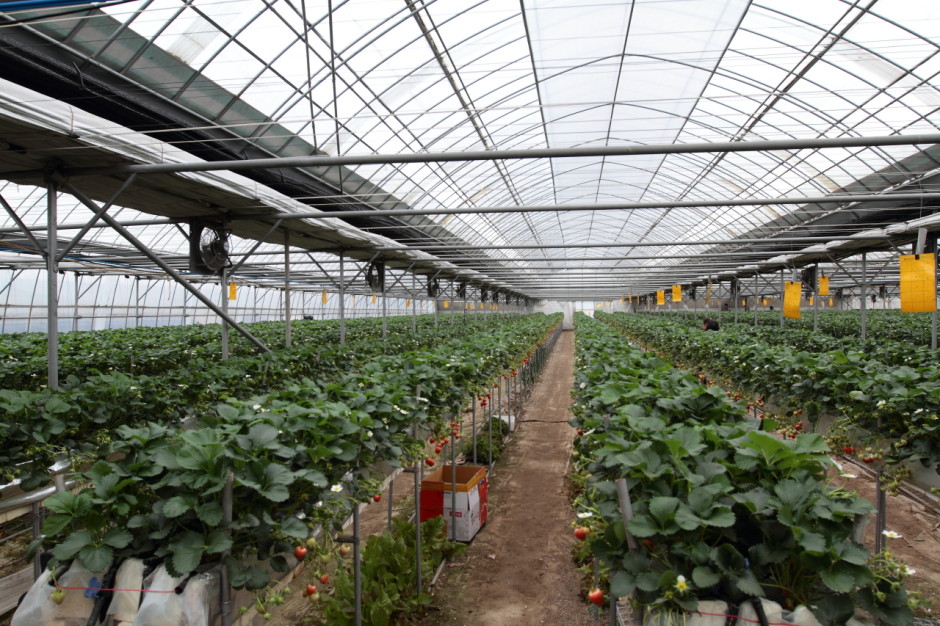 햇살농원 딸기체험농장 (6)