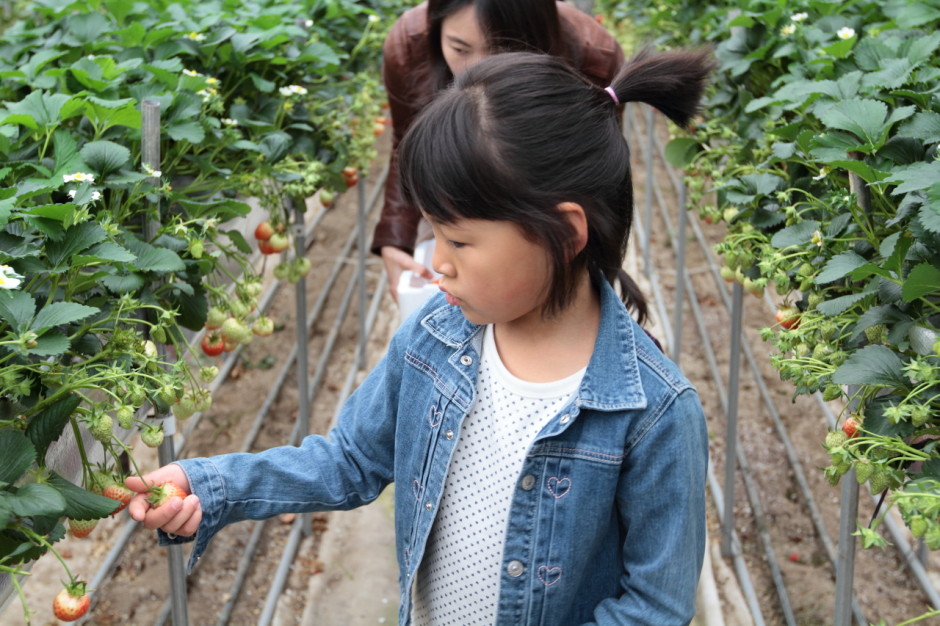 햇살농원 딸기체험농장 (8)