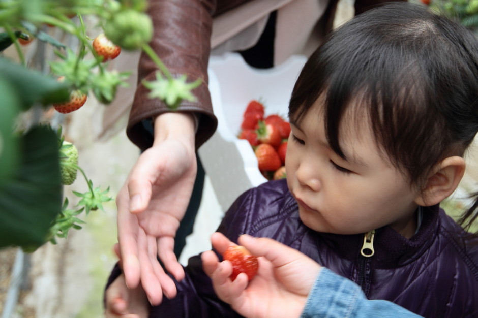 햇살농원 딸기체험농장 (9)