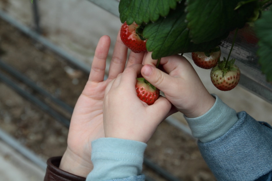햇살농원 딸기체험농장 (10)