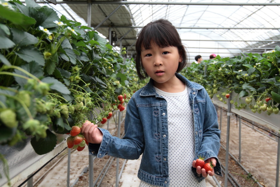 햇살농원 딸기체험농장 (14)