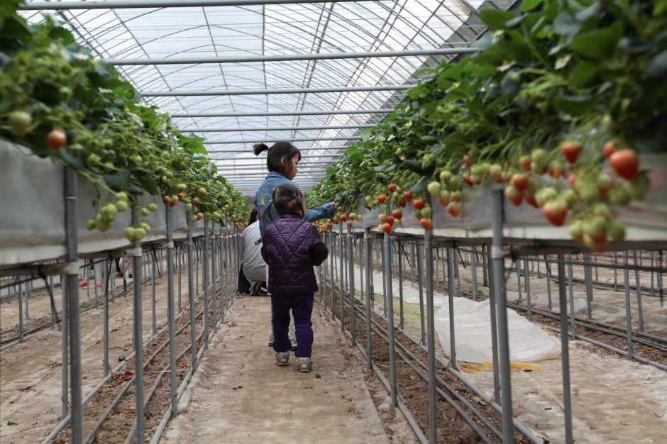 햇살농원 딸기체험농장 (18)