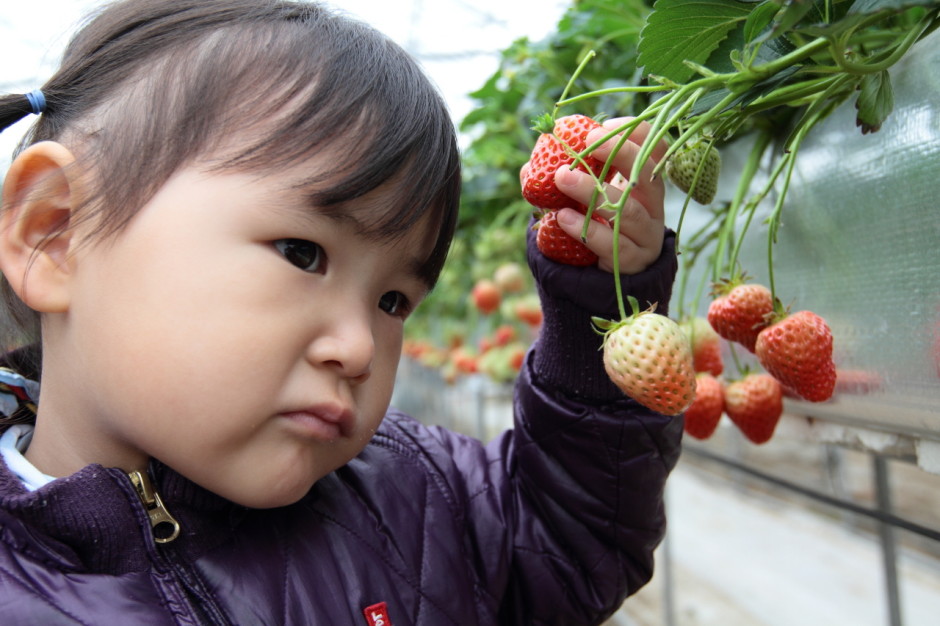 햇살농원 딸기체험농장 (19)