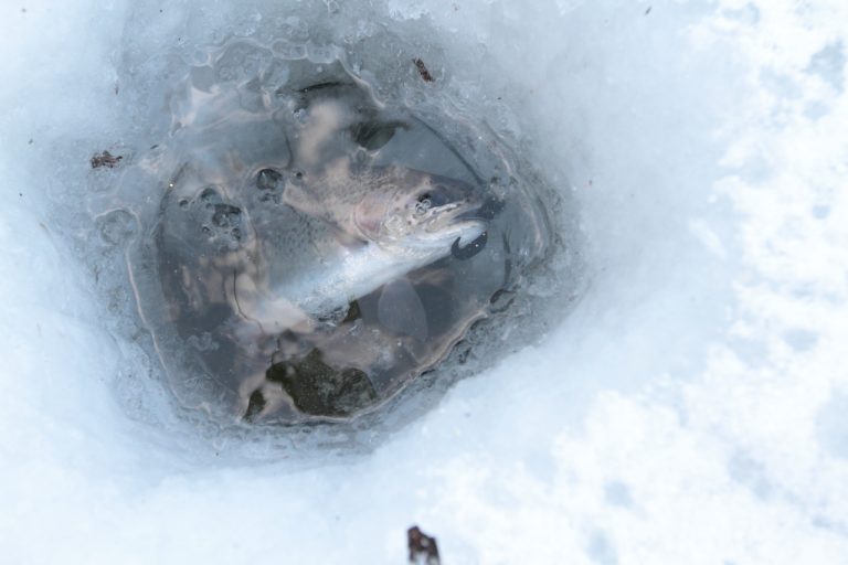 모꼬지마을에서 즐거웠던 양평 겨울얼음축제, 그리고 송어낚시