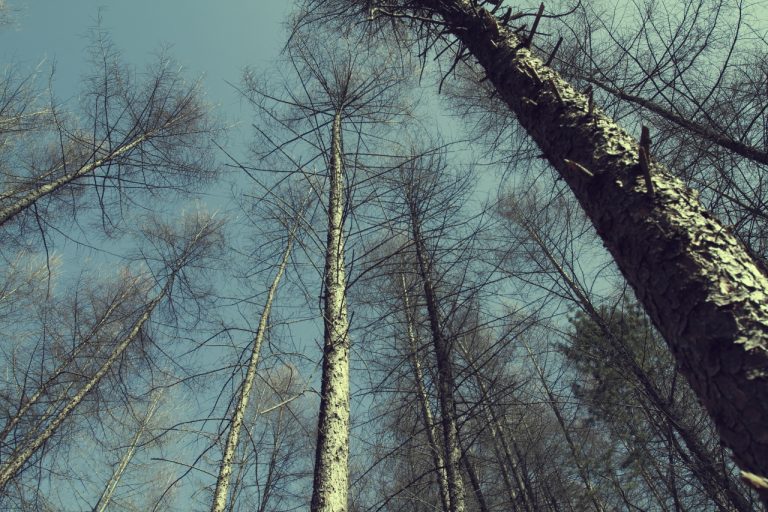 [가평 캠핑장] 휴양림 분위기에서 조용히 힐링할 수 있는 캠핑장, 에코힐링캠핑장