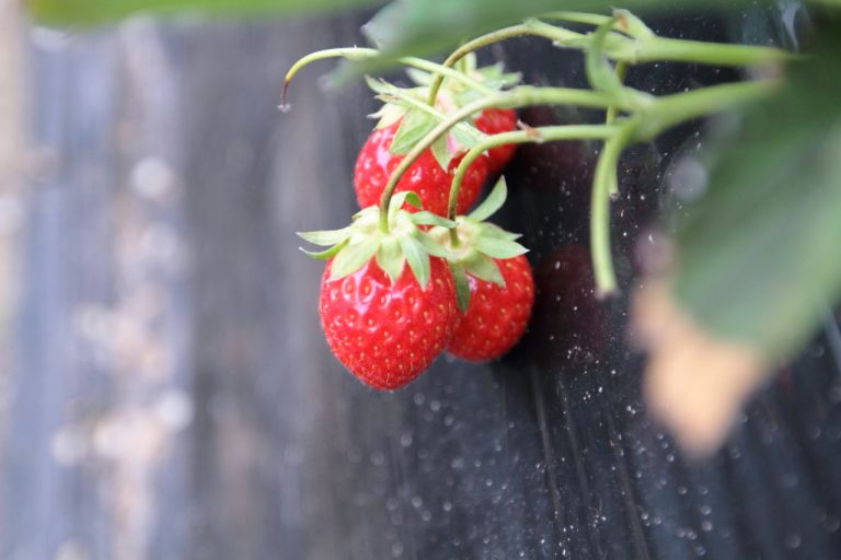 [겨울방학체험학습] 즐거운 양평 딸기체험 @ 여물리 체험마을