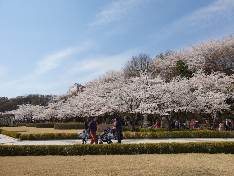 수원 벚꽃명소 (8)