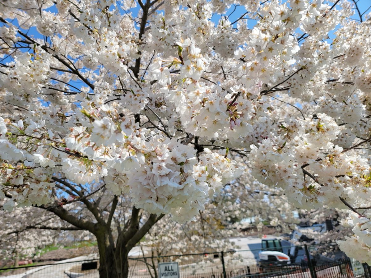 White blossoms in full bloom on a tree under a clear blue sky