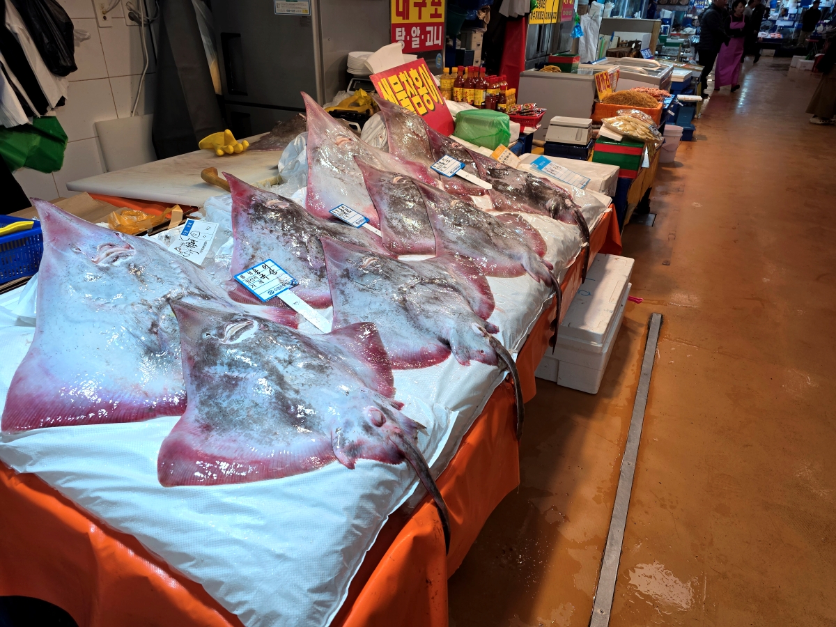 Large skate fish at Seoul fish market Noryangjin