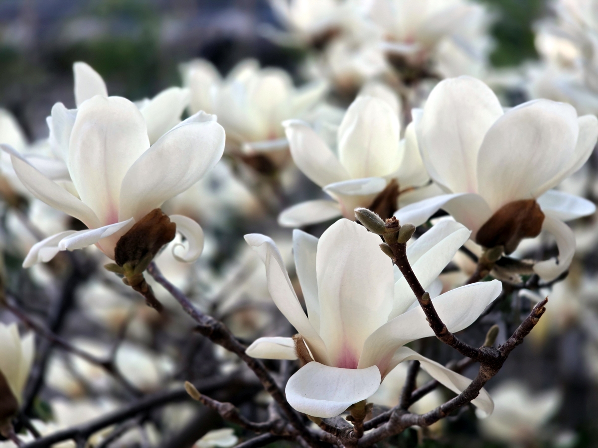 Magnolia flowers in Bukchon Hanok Village in spring